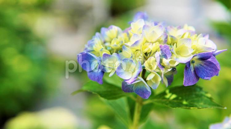 紫陽花（アジサイ） hydrangea 紫陽花,アジサイ,花の写真素材