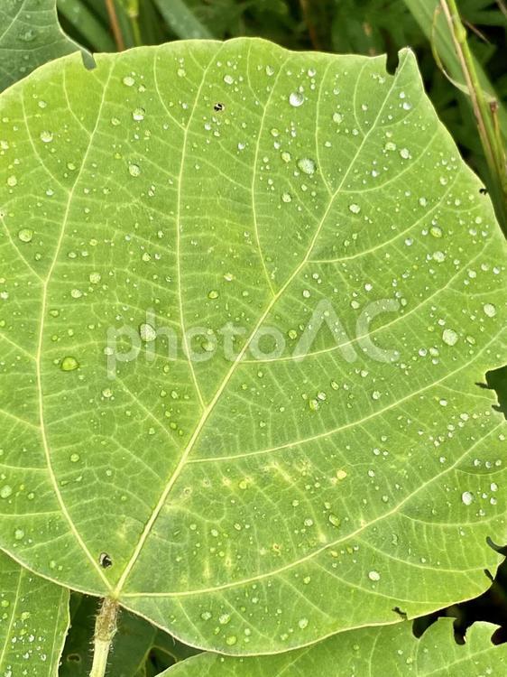 葉っぱと水滴の素材 テクスチャ,水滴,自然の写真素材