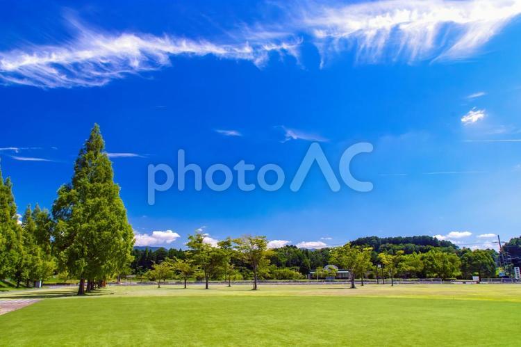 夏の公園、美しい緑の芝生の広場と青空 夏,初夏,夏空の写真素材