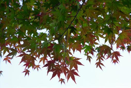 モミジの葉 モミジ,葉,植物の写真素材