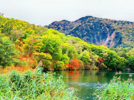 志賀高原の蓮池 志賀高原の蓮池の写真