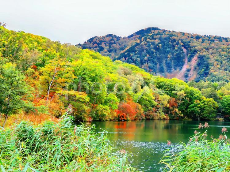 志賀高原の蓮池 志賀高原,蓮池,紅葉の写真素材