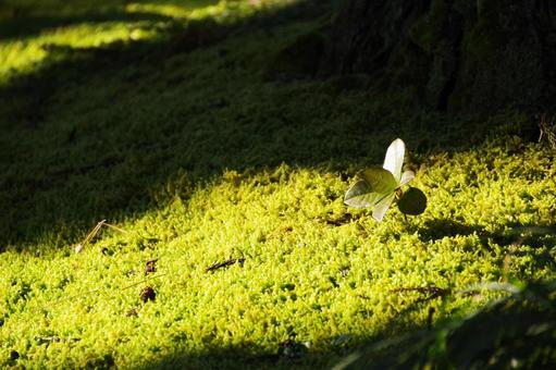 一面のコケ 一面のコケの写真