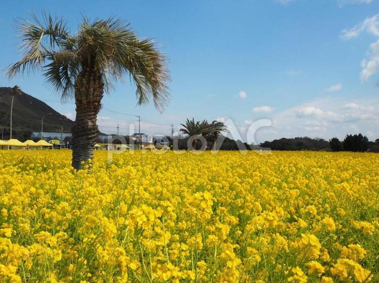 菜の花畑　伊良湖 菜の花,菜の花畑,青空の写真素材