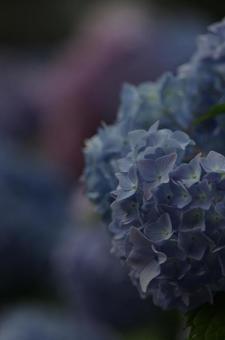 紫陽花 紫陽花の写真