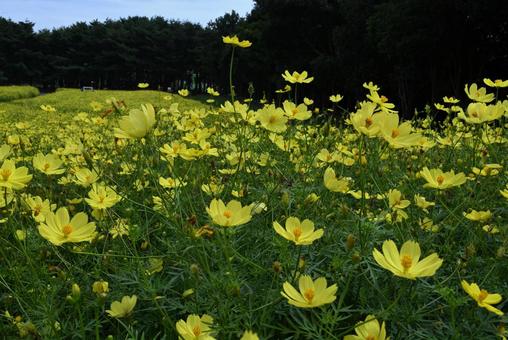 ひたち海浜公園　キバナコスモス① キバナコスモス,ひたち海浜公園,黄花秋桜の写真素材