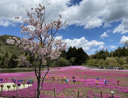 桜② 桜,ハート,芝桜の写真素材