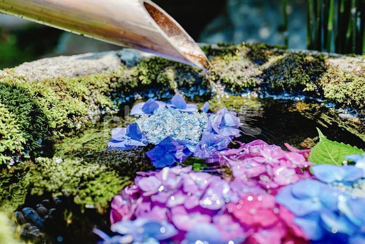 水と紫陽花の美しさ 紫陽花,花手水,自然の写真素材
