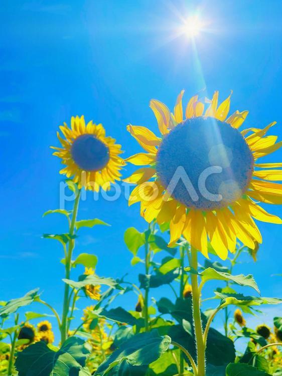 ひまわり(縦) ひまわり,夏,花の写真素材