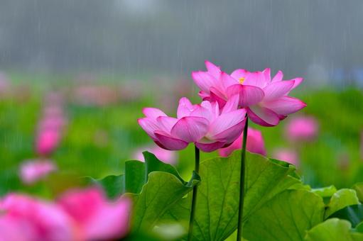雨天の蓮の花 雨天の蓮の花 蓮,花,雨の写真素材