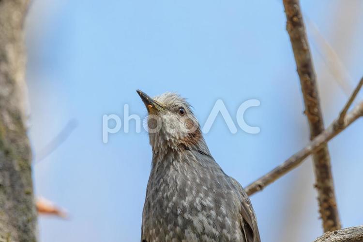 澄んだ空を見上げるヒヨドリ ヒヨドリ,鳥,野鳥の写真素材