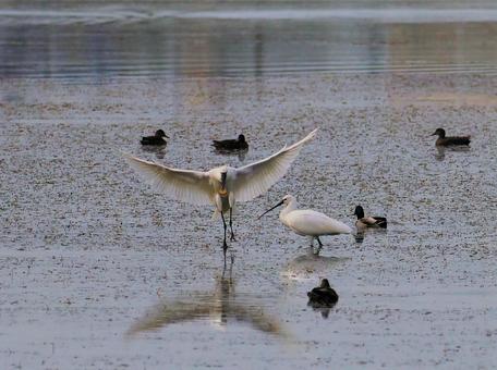 ヘラサギ ヘラサギ,サギ,野鳥の写真素材