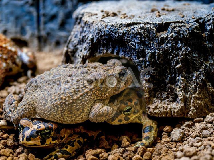 ナンブヒキガエルのアップ ナンブヒキガエル,動物,自然の写真素材