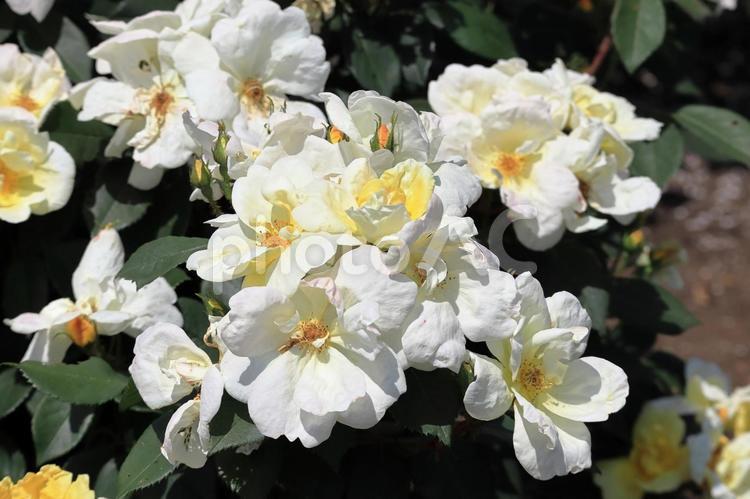 薔薇（サニーノックアウト） 薔薇,バラ,サニーノックアウトの写真素材