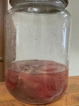 桃の酵母 起こし 桃の酵母 起こし 桃,天然酵母,酵母の写真素材
