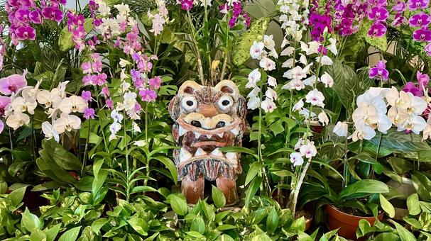 シーサー/口が開いたオス(阿形) シーサー/口が開いたオス(阿形) シーサー,阿吽,口が開いたの写真素材
