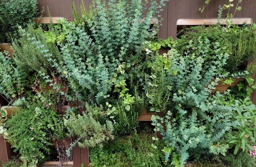 壁の植物 壁の植物 自然,壁,ハーブの写真素材