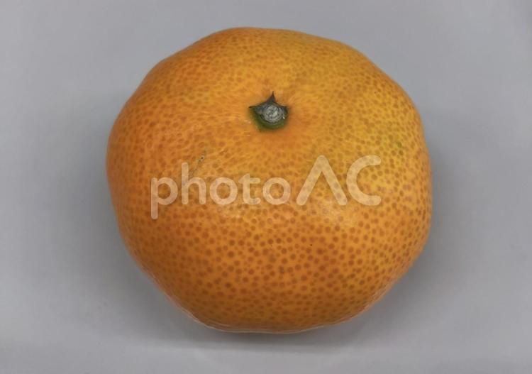 いただいたみかん みかん,果物,フルーツの写真素材