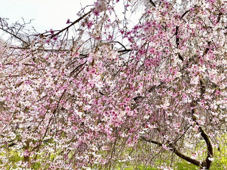 満開の枝垂桜 桜,枝垂桜,ピンクの写真素材
