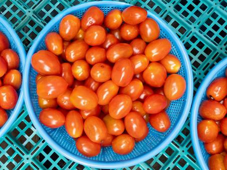 ザルの入ったプチトマト プチトマト,ミニトマト,野菜の写真素材