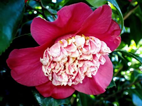 ボクハン ボクハン,椿,月光の写真素材