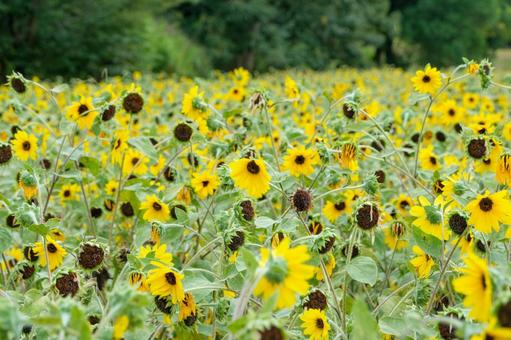 一面に広がるヒメヒマワリの花畑の写真