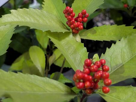 センリョウ 正月飾り,生木,飾りの写真素材