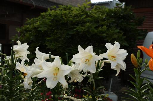 テッポウユリ テッポウユリの写真