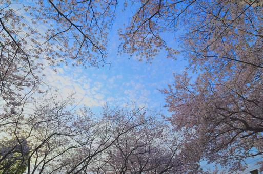 桜 桜の写真