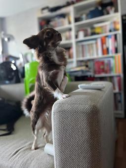 Photo, chihuahuasa, animal, dog, 