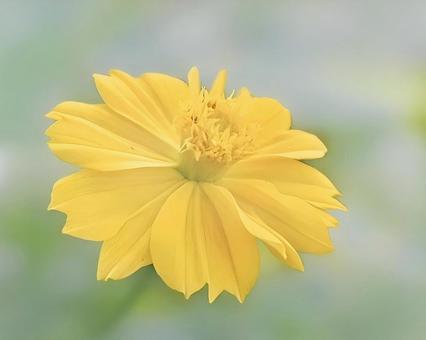 キバナコスモス キバナコスモスの写真