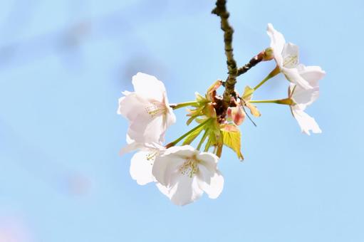 大山桜 大山桜の写真