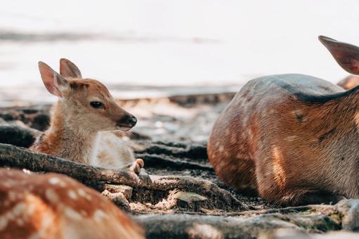 ねえ、ねえ、どこか連れていって 鹿,動物,哺乳類の写真素材