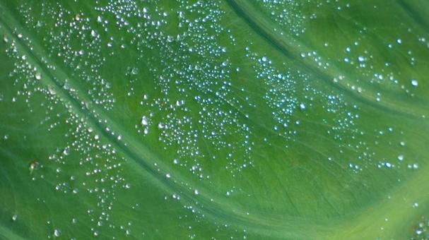 しずく、葉に宿るひととき 葉,しずく,水滴の写真素材