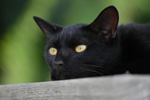 黒猫の瞳 黒猫の瞳 哺乳類,癒される,猫の写真素材