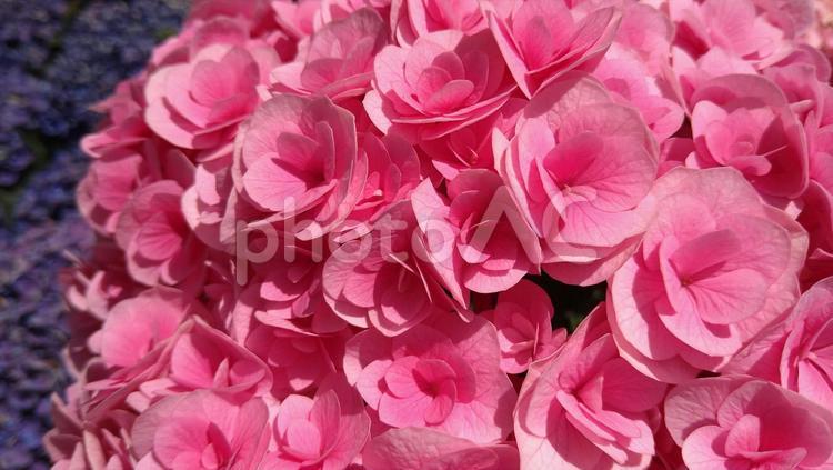 ピンク色のアジサイの花 イメージ,花の画像,花の背景の写真素材