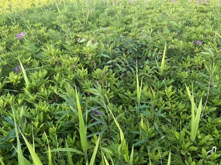 Photo, plant, spring grass, weed, 