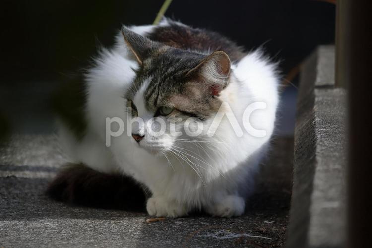 寒さに耐える猫 ねこ,かわいい,生き物の写真素材