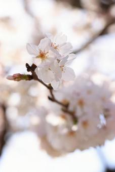 岩国 錦帯橋の桜 岩国 錦帯橋の桜の写真