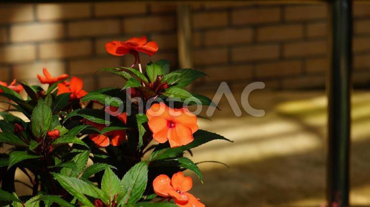 冷房展示室の秋の花・ 盛夏,植物園,冷房展示室の写真素材