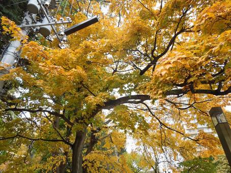 紅葉　札幌市中央区　2025-1 紅葉,黄色い葉,秋の写真素材
