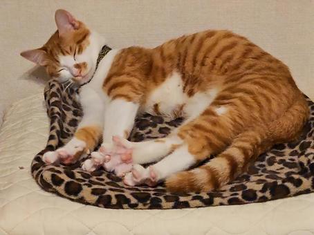 猫 ねむねむ 猫 ねむねむの写真
