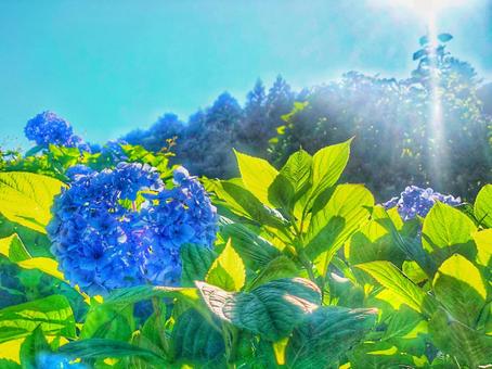 光の紫陽花 光の紫陽花の写真
