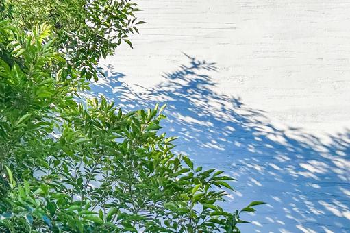 白い壁に影を落とす葉っぱと木漏れ日 木漏れ日,葉,白の写真素材