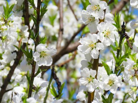 春イメージ〜満開のハナモモの花 春イメージ〜満開のハナモモの花の写真