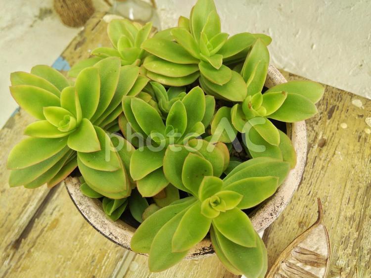 多肉植物　クラッスラ クラッスラ,多肉,多肉植物の写真素材