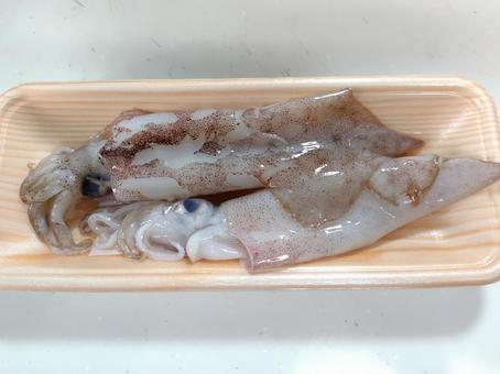 スルメイカの写真