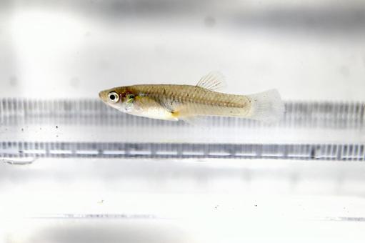 カダヤシ　メス カダヤシ,魚,外来種の写真素材