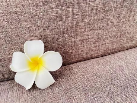 Plumeria, JPG Plumeria, JPG