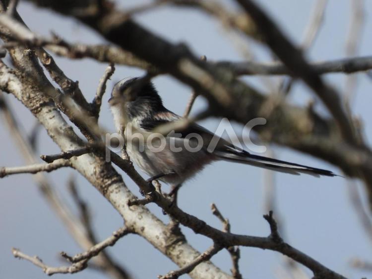 近所の小川で撮ったエナガ 野鳥,小鳥,バードウォッチングの写真素材